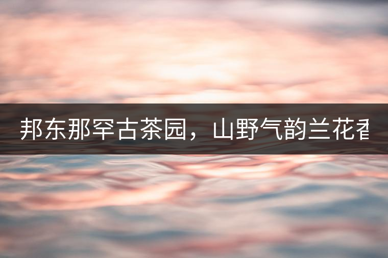 邦東那罕古茶園，山野氣韻蘭花香！