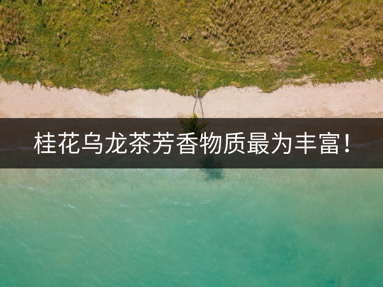 桂花烏龍茶芳香物質(zhì)最為豐富！