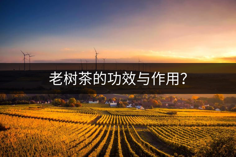 老樹茶的功效與作用？