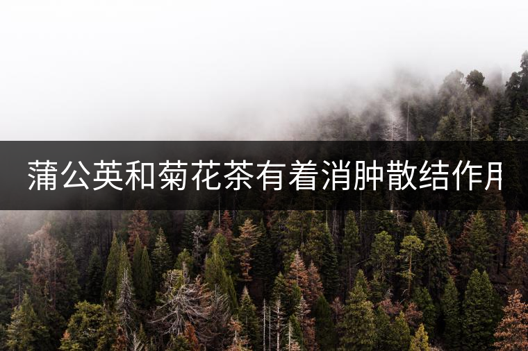 蒲公英和菊花茶有著消腫散結(jié)作用！