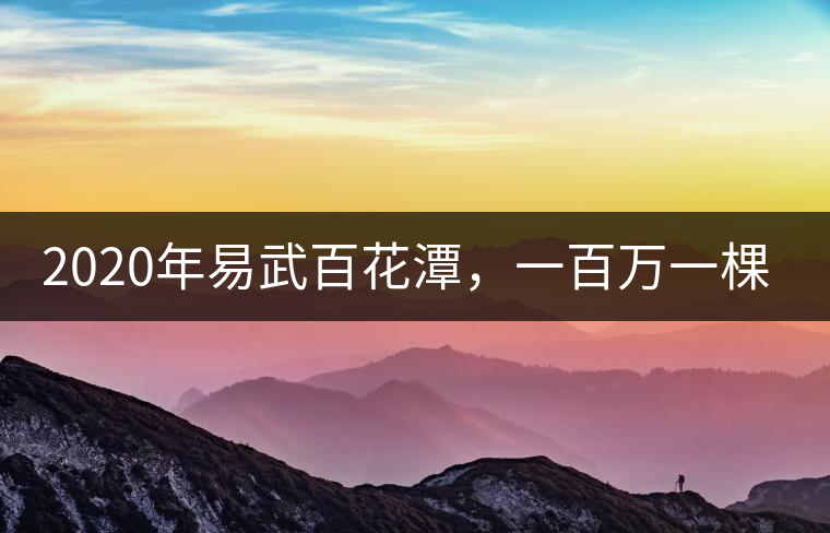 2020年易武百花潭，一百萬一棵樹-易武中聘號