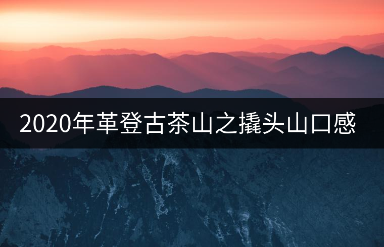 2020年革登古茶山之撬頭山口感-易武中聘號