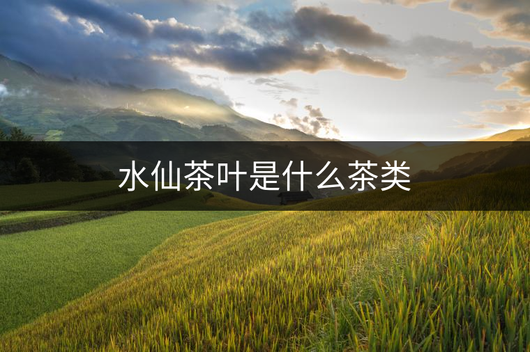 水仙茶葉是什么茶類(lèi) 水仙茶葉是什么茶類(lèi)