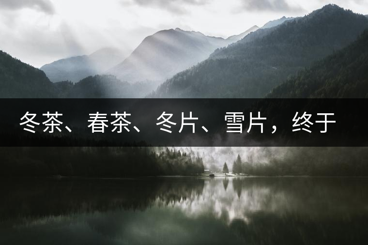 冬茶、春茶、冬片、雪片，終于分清楚了