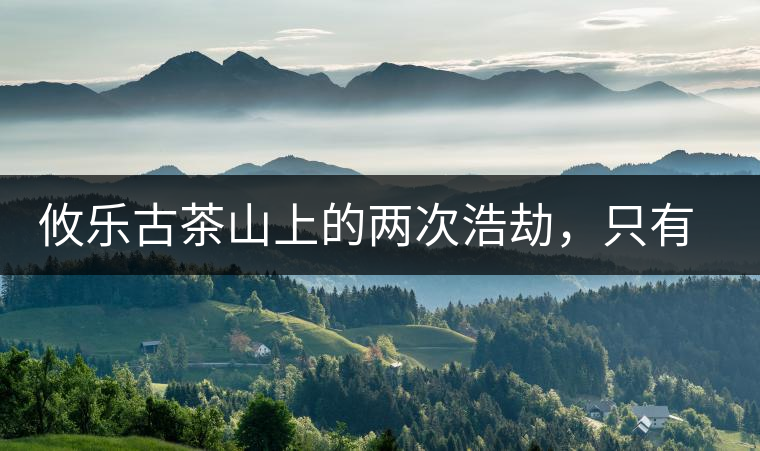 攸樂古茶山上的兩次浩劫，只有絕少部分的茶人解內(nèi)情