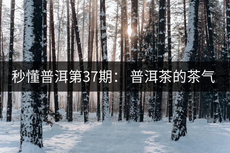 秒懂普洱第37期： 普洱茶的茶氣到底是什么？