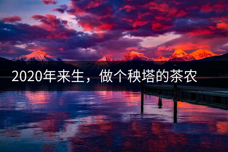 2020年來生，做個(gè)秧塔的茶農(nóng) 上樹摘茶 下樹數(shù)錢-易武中聘號