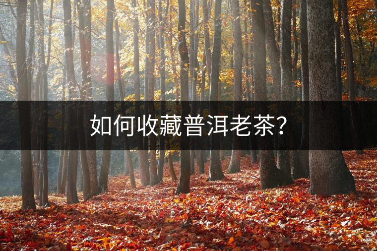如何收藏普洱老茶？