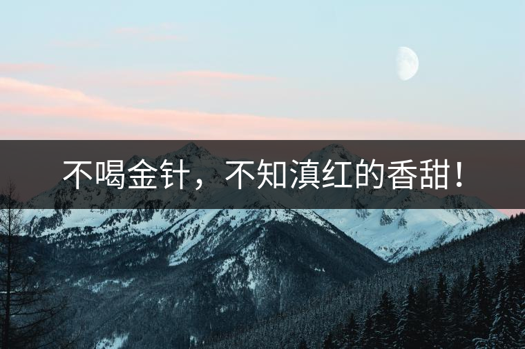 不喝金針，不知滇紅的香甜！