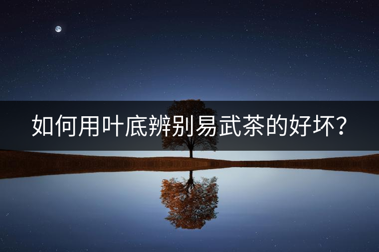 如何用葉底辨別易武茶的好壞？