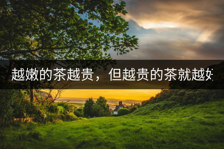 越嫩的茶越貴，但越貴的茶就越好嗎？