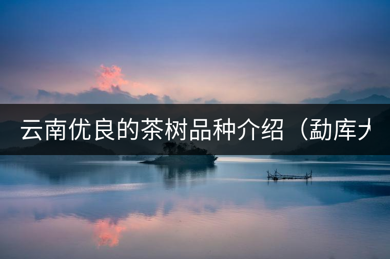 云南優(yōu)良的茶樹品種介紹(勐庫大葉茶) 云南優(yōu)良的茶樹品種介紹(勐庫大葉茶)