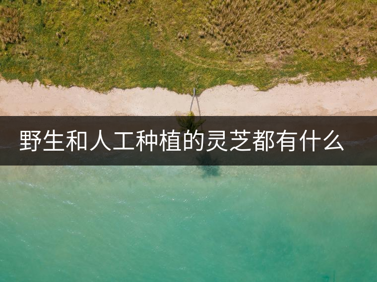 野生和人工種植的靈芝都有什么區(qū)別？