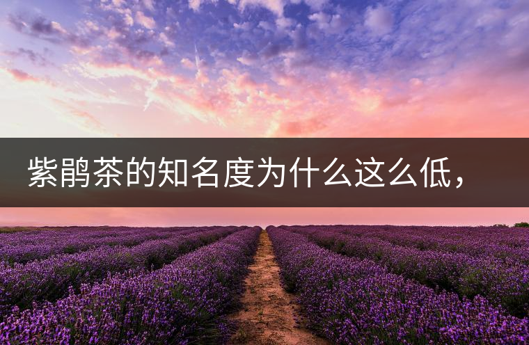 紫鵑茶的知名度為什么這么低，適合做成生茶還是熟茶？