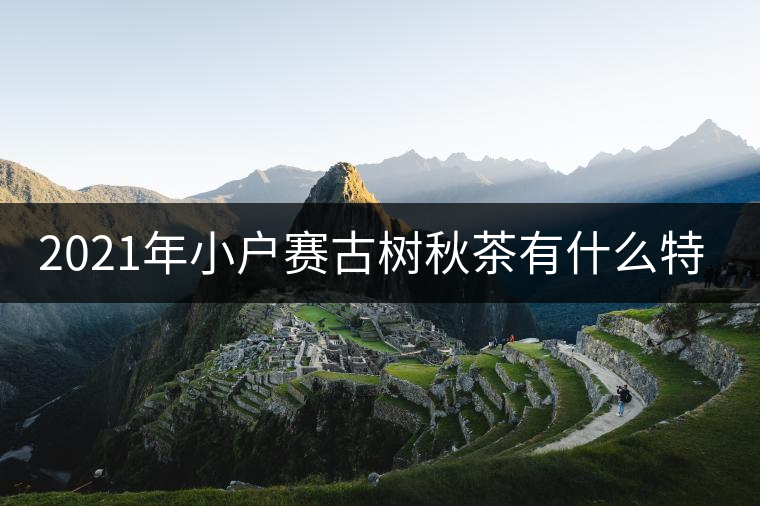 2021年小戶賽古樹秋茶有什么特點？