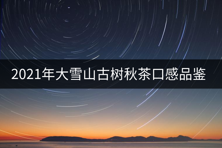 2021年大雪山古樹(shù)秋茶口感品鑒？