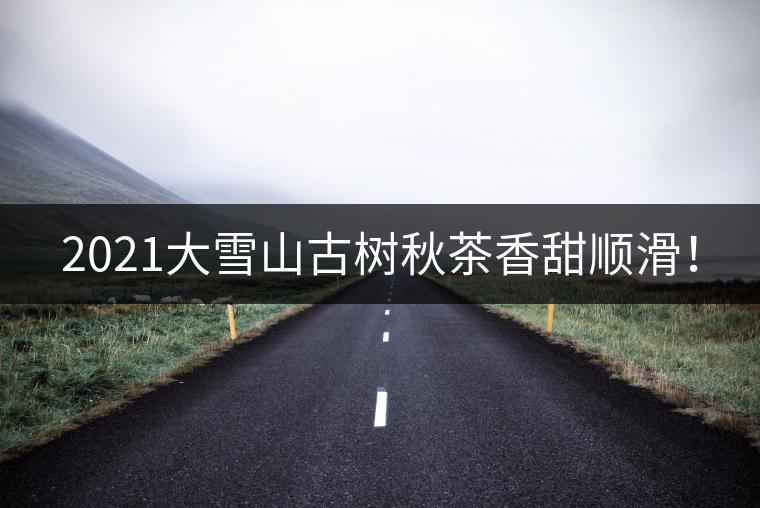 2021大雪山古樹(shù)秋茶香甜順滑！