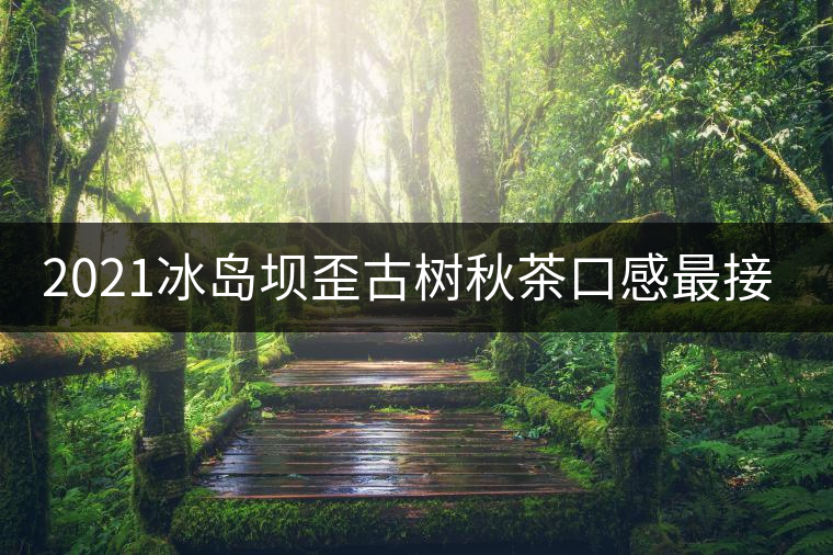 2021冰島壩歪古樹秋茶口感最接近冰島老寨！