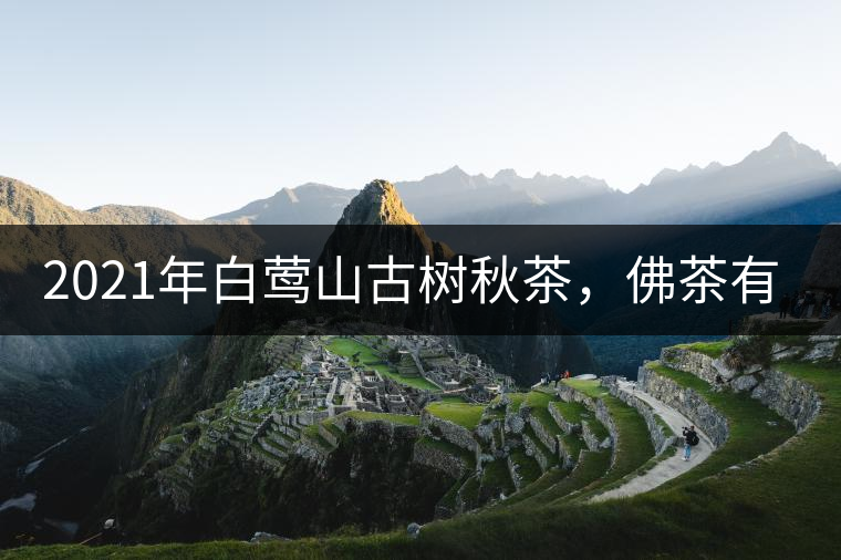 2021年白鶯山古樹秋茶，佛茶有什么魅力？