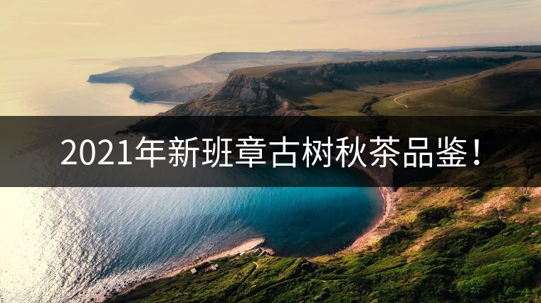 2021年新班章古樹秋茶品鑒！