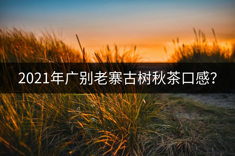 2021年廣別老寨古樹(shù)秋茶口感？