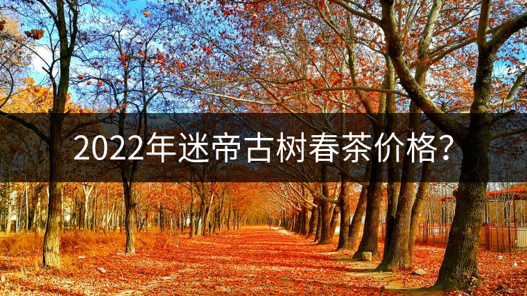 2022年迷帝古樹春茶價格？