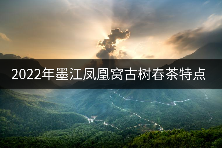 2022年墨江鳳凰窩古樹春茶特點(diǎn)是什么？