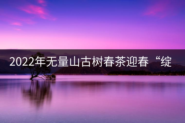 2022年無量山古樹春茶迎春“綻放”！
