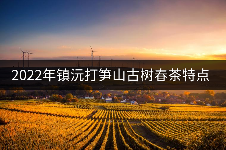 2022年鎮(zhèn)沅打筍山古樹春茶特點？