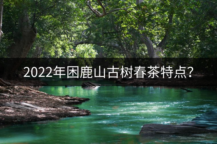 2022年困鹿山古樹(shù)春茶特點(diǎn)？