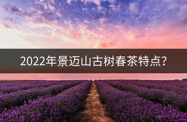 2022年景邁山古樹春茶特點(diǎn)？
