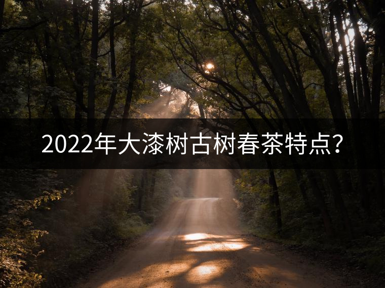 2022年大漆樹古樹春茶特點？
