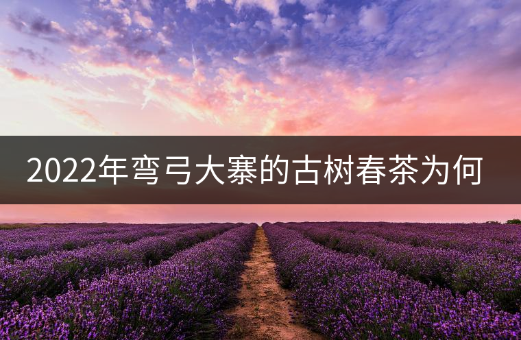 2022年彎弓大寨的古樹(shù)春茶為何如此之珍貴？