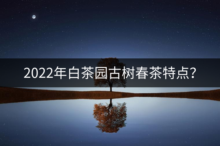 2022年白茶園古樹春茶特點(diǎn)？