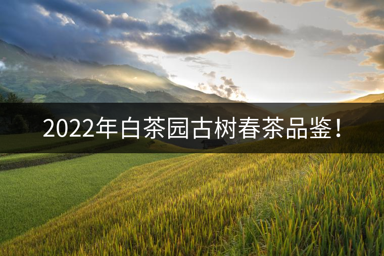 2022年白茶園古樹春茶品鑒！