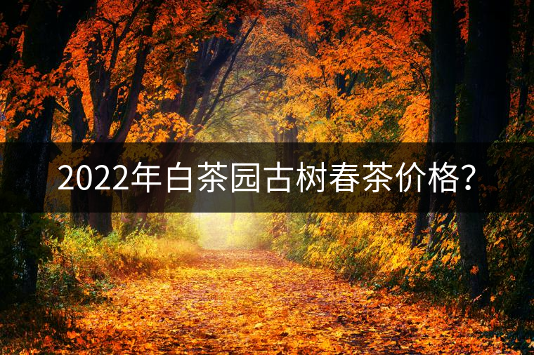 2022年白茶園古樹(shù)春茶價(jià)格？