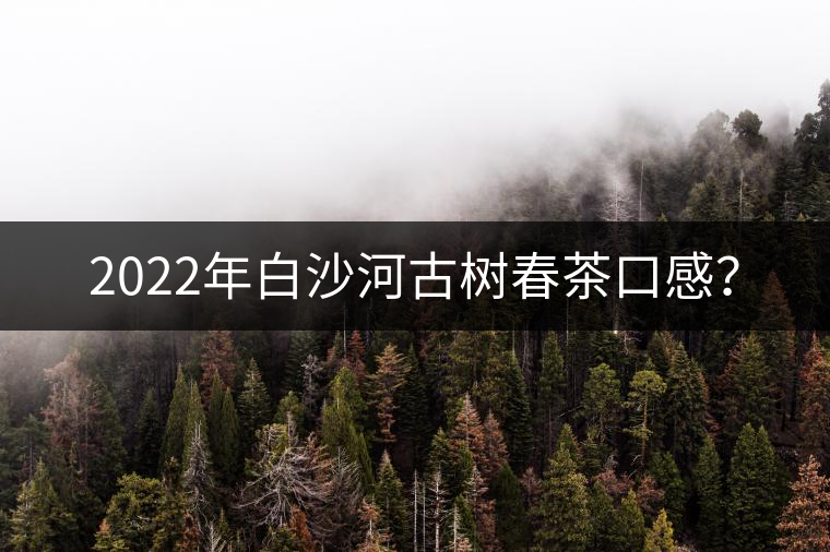 2022年白沙河古樹春茶口感？