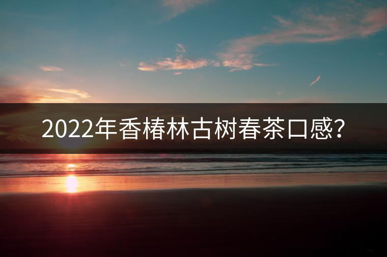 2022年香椿林古樹春茶口感？