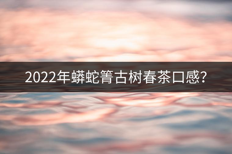 2022年蟒蛇箐古樹(shù)春茶口感？