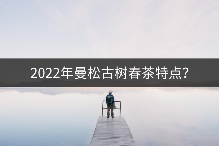 2022年曼松古樹春茶特點？