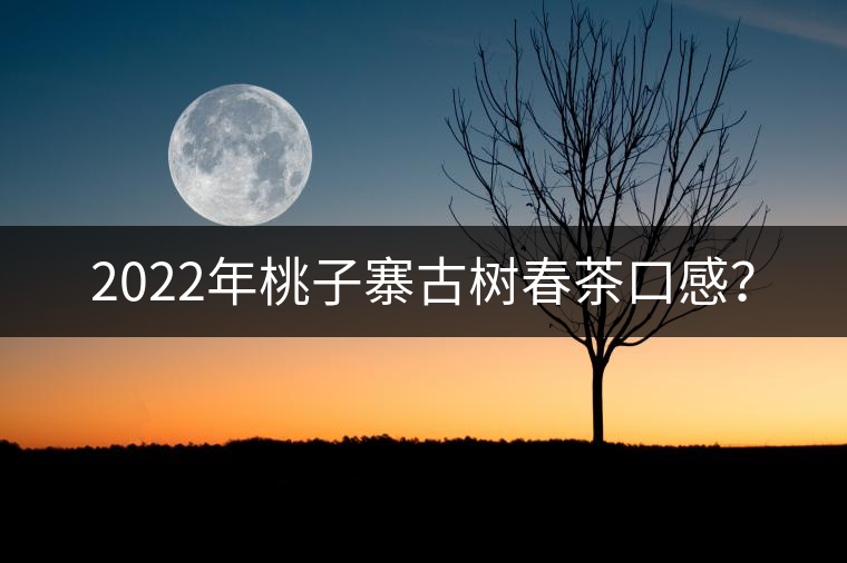 2022年桃子寨古樹春茶口感？