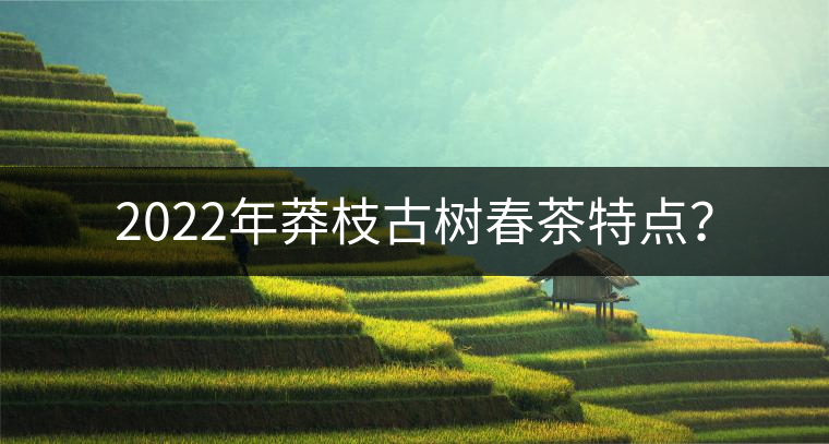 2022年莽枝古樹春茶特點(diǎn)？