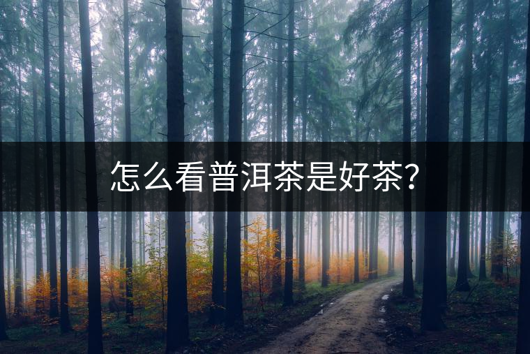 怎么看普洱茶是好茶？