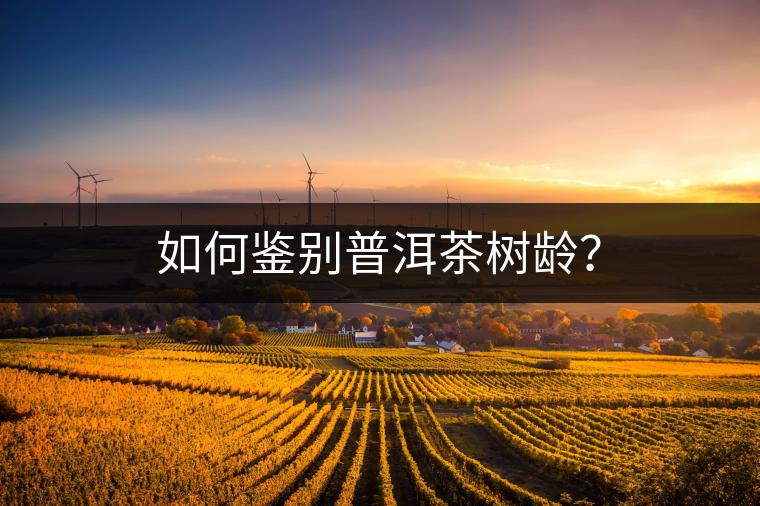 如何鑒別普洱茶樹齡？