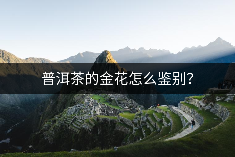 普洱茶的金花怎么鑒別？