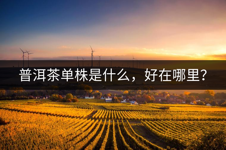 普洱茶單株是什么，好在哪里？