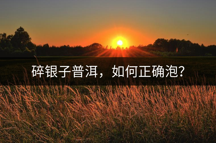 碎銀子普洱，如何正確泡？