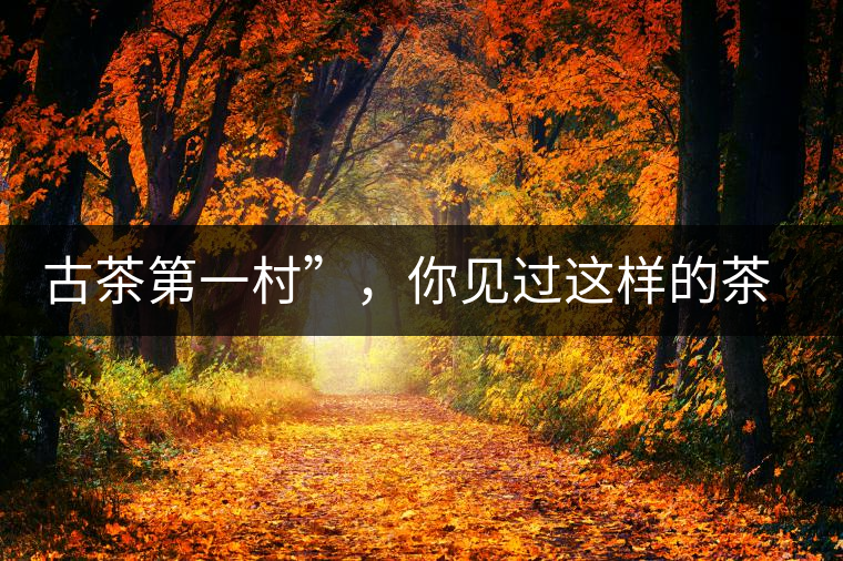 古茶第一村”，你見過這樣的茶樹嗎？