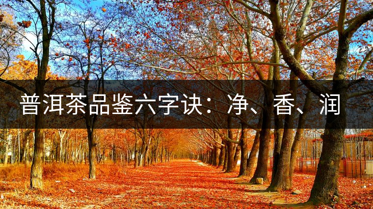 普洱茶品鑒六字訣：凈、香、潤、厚、甘、甜，帶你體驗普洱的魅力