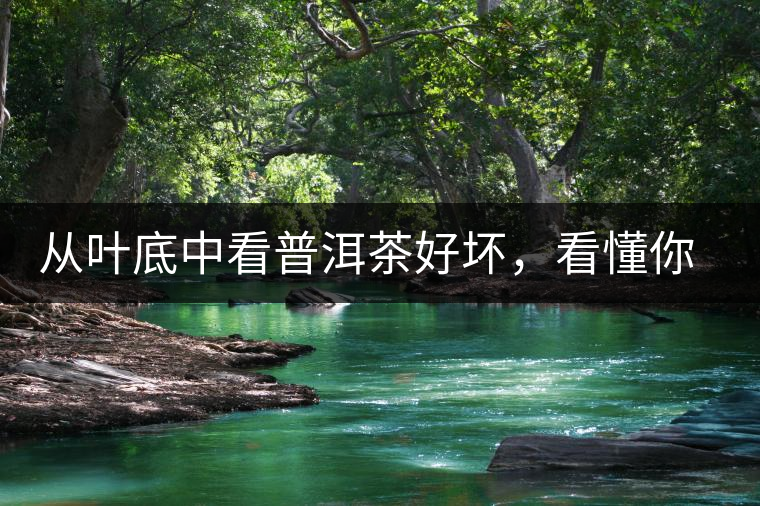 從葉底中看普洱茶好壞，看懂你就是真正的茶界高手！